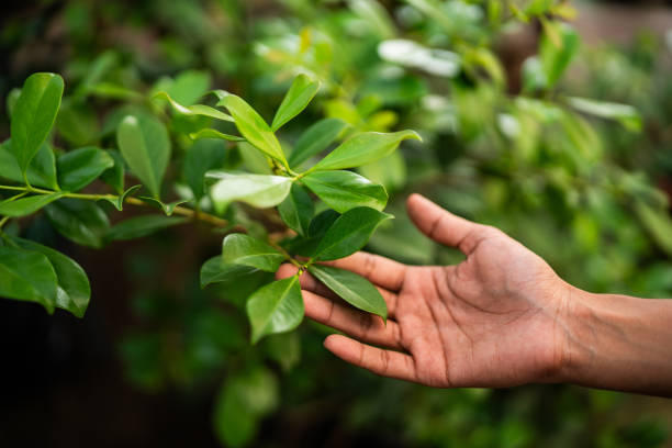 Oracle, AZ Tree Services Company